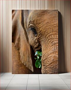 Πίνακας, Elephant Close-up Κοντινό πλάνο ελέφαντα