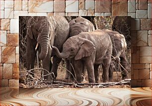 Πίνακας, Elephant Family in the Wild Οικογένεια ελεφάντων στην άγρια ​​φύση