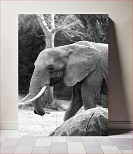 Πίνακας, Elephant in Black and White Ελέφαντας σε μαύρο και άσπρο