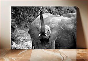 Πίνακας, Elephant in Black and White Ελέφαντας σε ασπρόμαυρο