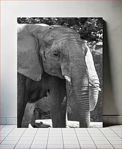 Πίνακας, Elephant in Black and White Ελέφαντας σε ασπρόμαυρο