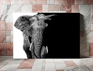 Πίνακας, Elephant in Contrasting Light Ελέφαντας σε αντίθετο φως
