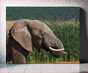 Πίνακας, Elephant in Natural Habitat Ελέφαντας σε φυσικό βιότοπο