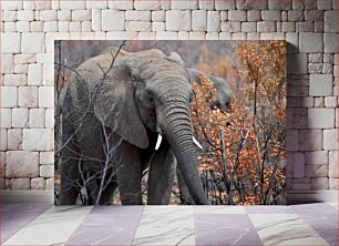 Πίνακας, Elephant in Nature Ελέφαντας στη φύση