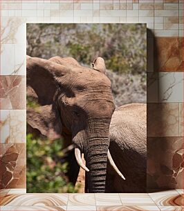 Πίνακας, Elephant in Nature Ελέφαντας στη φύση