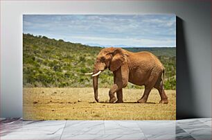 Πίνακας, Elephant in Savanna Landscape Ελέφαντας στη Σαβάνα Τοπίο