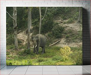 Πίνακας, Elephant in the Forest Ελέφαντας στο Δάσος