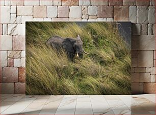 Πίνακας, Elephant in the Grass Ελέφαντας στο γρασίδι