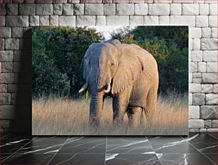 Πίνακας, Elephant in the Savannah Ελέφαντας στη Σαβάνα