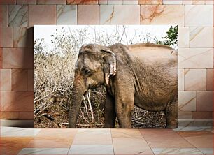 Πίνακας, Elephant in the Wild Ελέφαντας στην άγρια ​​φύση