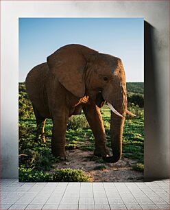 Πίνακας, Elephant in the Wild Ελέφαντας στην άγρια ​​φύση