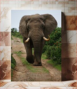 Πίνακας, Elephant on a Path Ελέφαντας σε μονοπάτι
