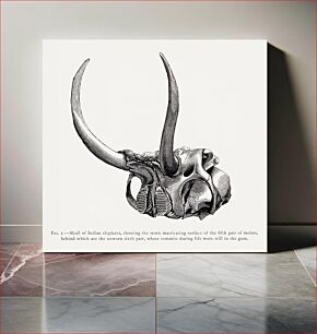 Πίνακας, Elephant skull drawing, wildlife print