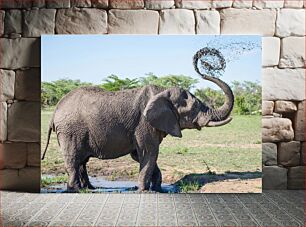 Πίνακας, Elephant Splashing Mud Elephant Splashing Mud