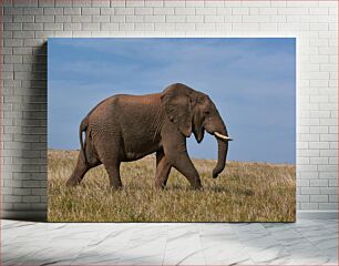 Πίνακας, Elephant Walking in Grassland Ελέφαντας που περπατά στα λιβάδια