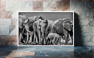 Πίνακας, Elephants in Black and White Ελέφαντες σε ασπρόμαυρο