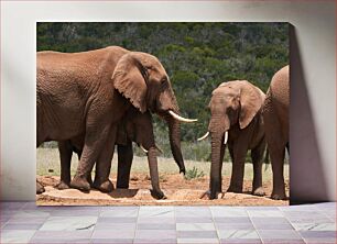 Πίνακας, Elephants in the Wild Ελέφαντες στην άγρια ​​φύση