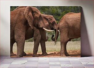 Πίνακας, Elephants in the Wild Ελέφαντας στην άγρια ​​φύση