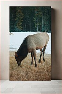 Πίνακας, Elk Grazing in Nature Αλκές που βόσκουν στη φύση