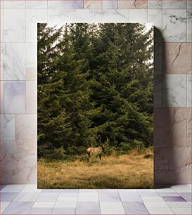 Πίνακας, Elk in a forest Άλκες σε ένα δάσος