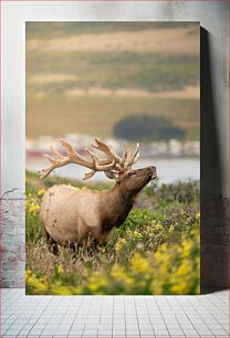 Πίνακας, Elk in Natural Habitat Άλκες σε φυσικό βιότοπο