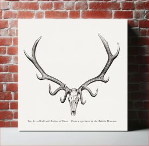 Πίνακας, Elk skull drawing, wildlife print