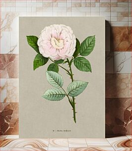Πίνακας, Elsa Boelle (Rosa Elisa Boelle) rose, vintage flower illustration by François-Frédéric Grobon