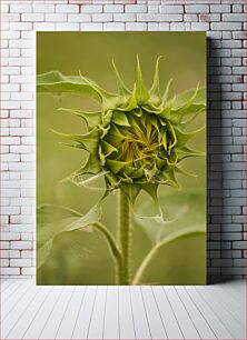 Πίνακας, Emerging Sunflower Αναδυόμενος Ηλίανθος