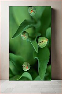 Πίνακας, Emerging Tulips Αναδυόμενες τουλίπες