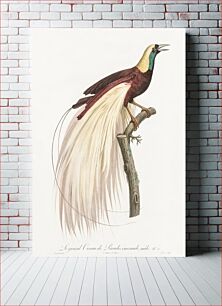 Πίνακας, Emperor bird-of-paradise, male from Histoire Naturelle des Oiseaux de Paradis et Des Rolliers (1806) by