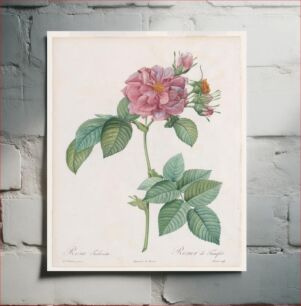 Πίνακας, ‘Empress Josephine’ or Frankfort Rose (Rosa turbinata), from Claude-Antoine Thory, Les Roses