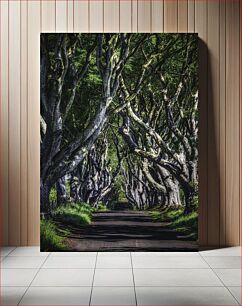 Πίνακας, Enchanted Tree Tunnel Μαγεμένο Δέντρο Τούνελ