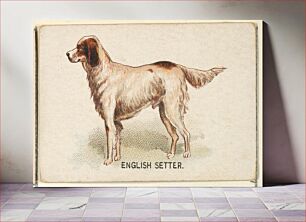 Πίνακας, English Setter, from the Dogs of the World series for Old Judge Cigarettes