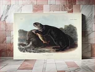 Πίνακας, Enhydra Marina, Erxleben., Smithsonian National Museum of African Art