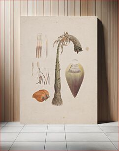 Πίνακας, Ensete ventricosum (Welw.) Cheesman (African Wild Banana): finished drawing by Luigi Balugani