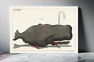 Πίνακας, Entertainments from Natural History - Fish (1798), an erected sperm whale shooting up water through a blowhole