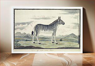 Πίνακας, Equus zebra (Mountain zebra) (1786) by Robert Jacob Gordon