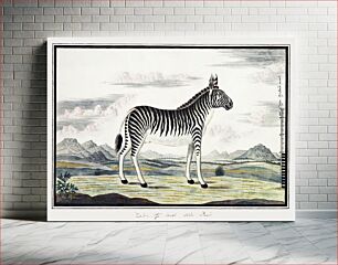 Πίνακας, Equus zebra: mountain zebra (1786) by Robert Jacob Gordon