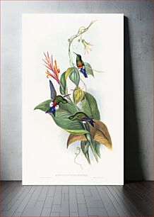 Πίνακας, Eriocnemis cupreiventris; Coppery-vented Puff-Leg (1804–1902) by John Gould and Henry Constantine Richter