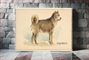 Πίνακας, Esquimaux Husky, from the Dogs of the World series for Old Judge Cigarettes