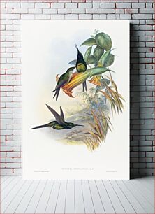 Πίνακας, Eugenia imperatrix (Empress Hummingbird) (1804–1902) by John Gould and Henry Constantine Richter