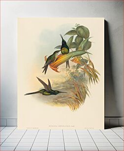 Πίνακας, Eugenia imperatrix (Empress Hummingbird) by John Gould (1804–1881) and Henry Constantine Richter (1821-1902)
