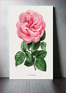 Πίνακας, Eugénie Verdier rose, vintage flower illustration by François-Frédéric Grobon