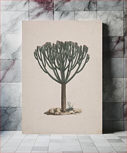 Πίνακας, Euphorbia abyssinica J.F. Gmel. (Ethiopian Tree-Spurge): finished drawing of the tree's habit by Luigi Balugani