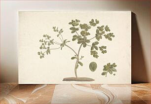 Πίνακας, Euphorbia helioscopia L. (Sun Spurge): finished drawing of flowering plant with details of flowers and leaf and fruit
