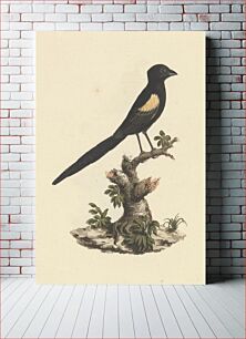 Πίνακας, Euplectes axillaris (Fan-tailed widowbirds) by Luigi Balugani