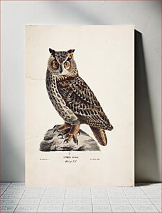 Πίνακας, Eurasian eagle-owl, 1829, Magnus von Wright