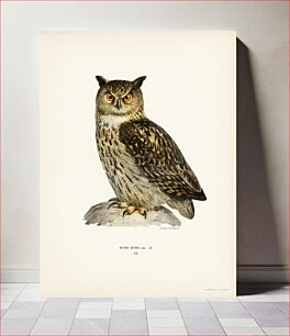 Πίνακας, Eurasian eagle-owl (BUBO BUBO) illustrated by the von Wright brothers