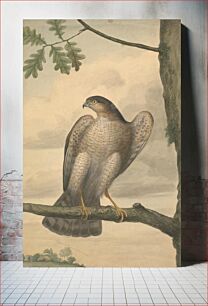 Πίνακας, Eurasian Sparrowhawk