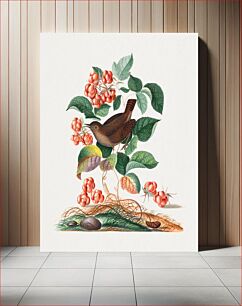 Πίνακας, Eurasian wren, raspberry, wood lice and pupa from the Natural History Cabinet of Anna Blackburne (1768) by James Bolton